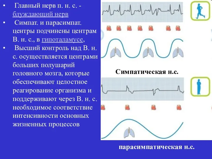 Главный нерв п. н. с. - блуждающий нерв Симпат. и парасимпат.