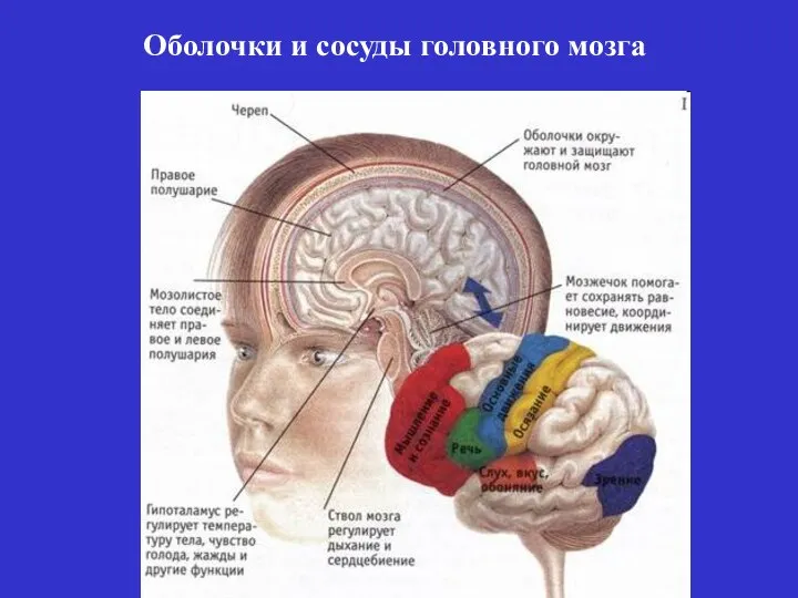 Оболочки и сосуды головного мозга
