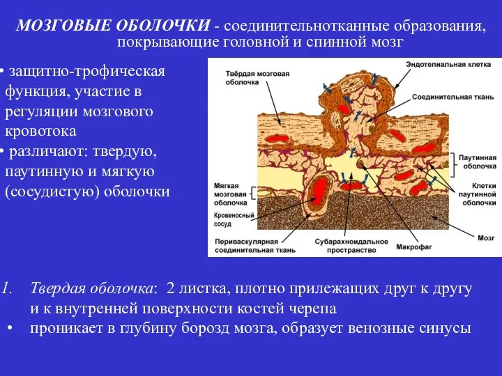 МОЗГОВЫЕ ОБОЛОЧКИ - соединительнотканные образования, покрывающие головной и спинной мозг защитно-трофическая