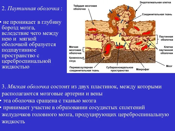 2. Паутинная оболочка : не проникает в глубину борозд мозга, вследствие