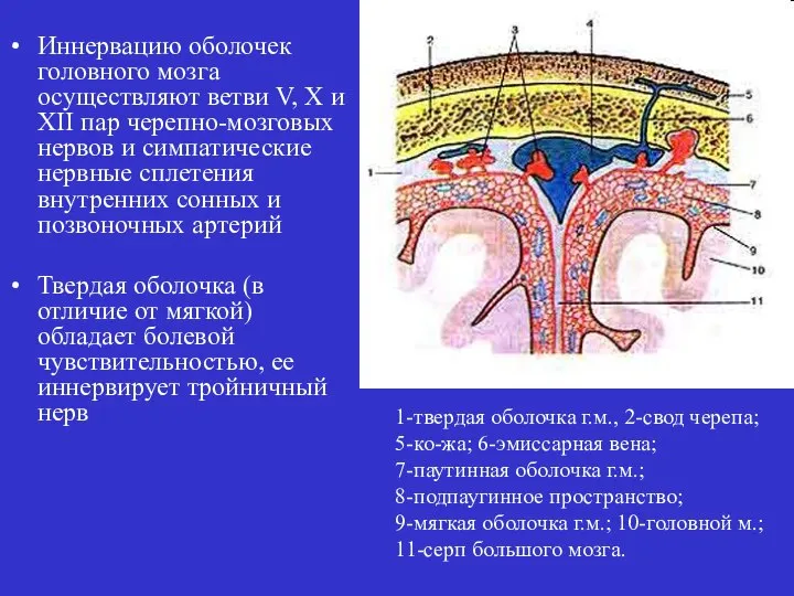 Иннервацию оболочек головного мозга осуществляют ветви V, X и XII пар