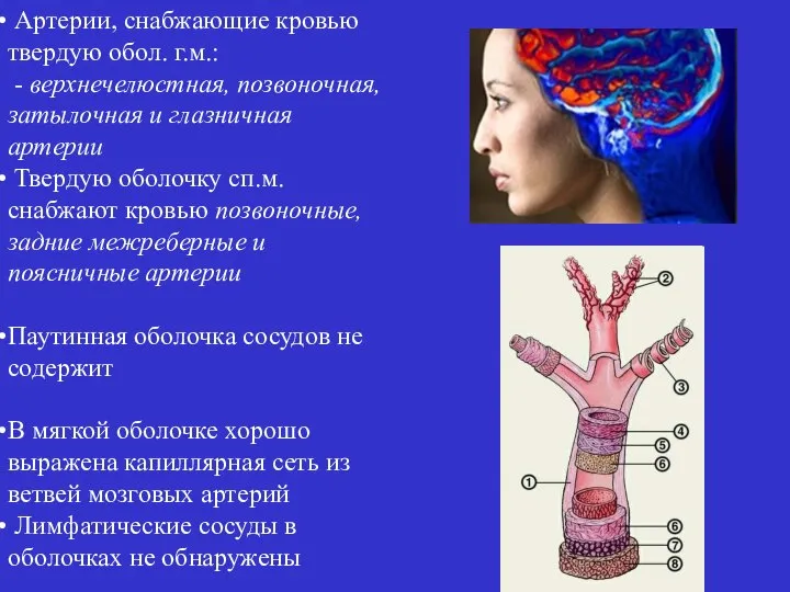 Артерии, снабжающие кровью твердую обол. г.м.: - верхнечелюстная, позвоночная, затылочная и