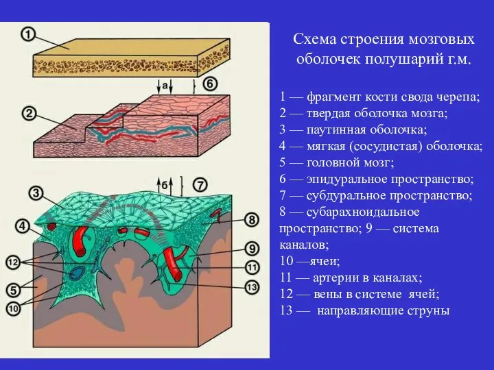 Схема строения мозговых оболочек полушарий г.м. 1 — фрагмент кости свода