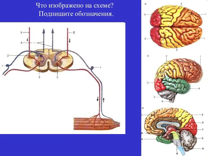 Что изображено на схеме? Подпишите обозначения.