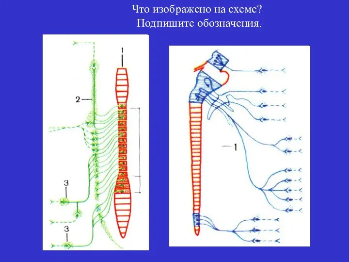 Что изображено на схеме? Подпишите обозначения.