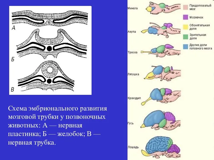 Схема эмбрионального развития мозговой трубки у позвоночных животных: А — нервная
