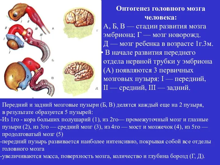 Онтогенез головного мозга человека: А, Б, В — стадии развития мозга