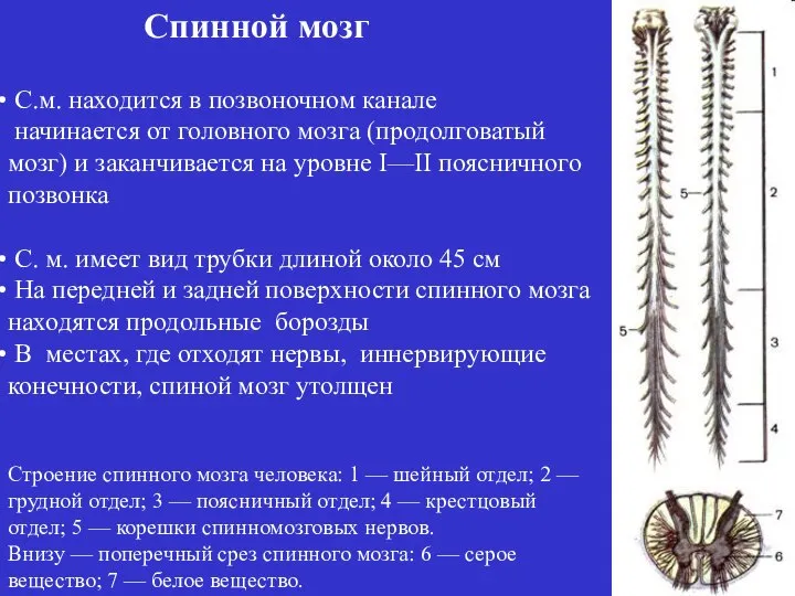 Строение спинного мозга человека: 1 — шейный отдел; 2 — грудной