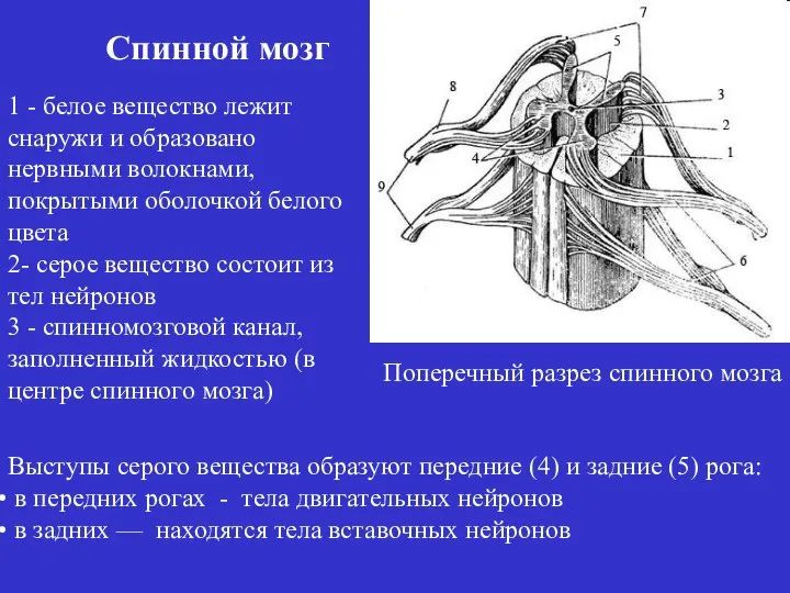 1 - белое вещество лежит снаружи и образовано нервными волокнами, покрытыми