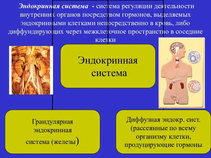 Эндокринная система - система регуляции деятельности внутренних органов посредством гормонов, выделяемых