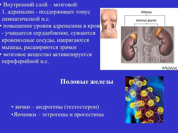 Внутренний слой – мозговой: 1. адреналин - поддерживает тонус симпатической н.с.