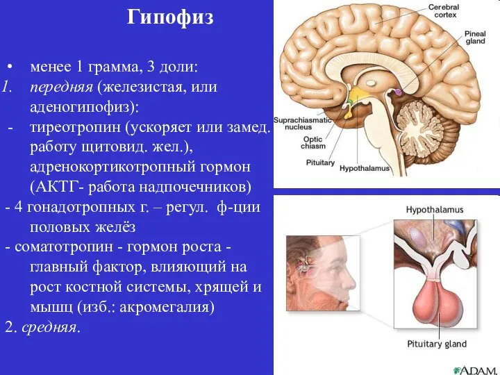 Гипофиз менее 1 грамма, 3 доли: передняя (железистая, или аденогипофиз): тиреотропин