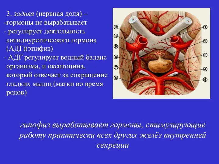 3. задняя (нервная доля) – гормоны не вырабатывает регулирует деятельность антидиуретического