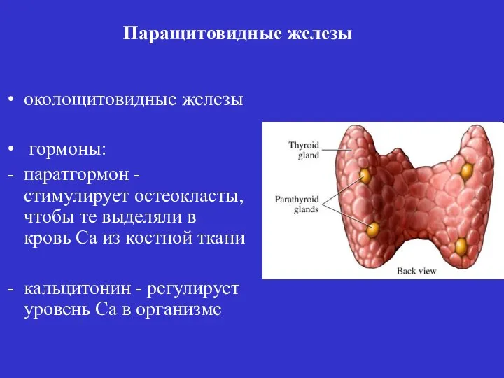 околощитовидные железы гормоны: паратгормон - стимулирует остеокласты, чтобы те выделяли в