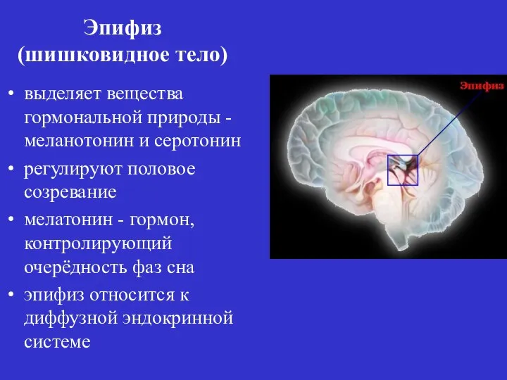 выделяет вещества гормональной природы - меланотонин и серотонин регулируют половое созревание