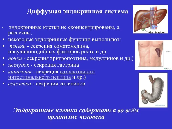 эндокринные клетки не сконцентрированы, а рассеяны. некоторые эндокринные функции выполняют: печень