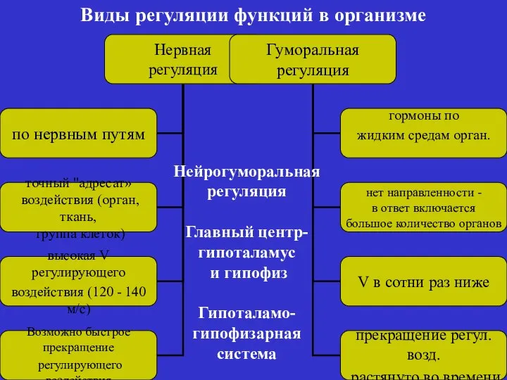 Виды регуляции функций в организме Нейрогуморальная регуляция Главный центр- гипоталамус и гипофиз Гипоталамо- гипофизарная система