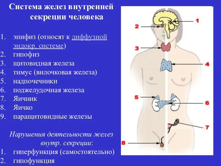 Система желез внутренней секреции человека эпифиз (относят к диффузной эндокр. системе)