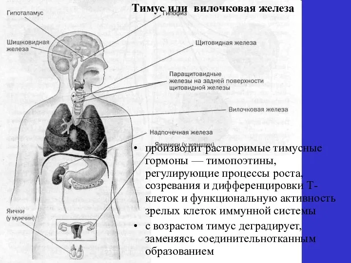 производит растворимые тимусные гормоны — тимопоэтины, регулирующие процессы роста, созревания и