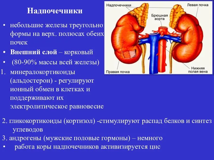 небольшие железы треугольной формы на верх. полюсах обеих почек Внешний слой