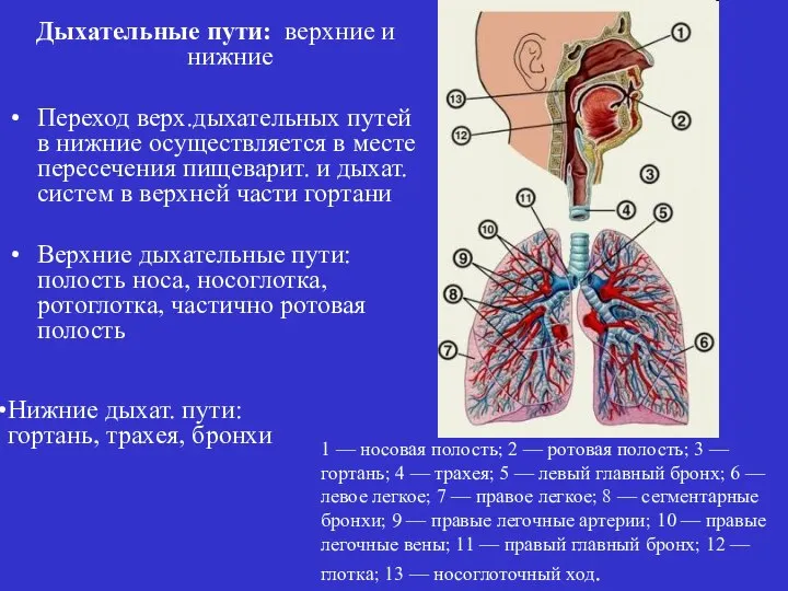 Дыхательные пути: верхние и нижние Переход верх.дыхательных путей в нижние осуществляется