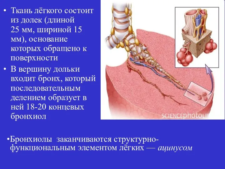 Ткань лёгкого состоит из долек (длиной 25 мм, шириной 15 мм),