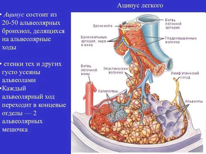 Ацинус состоит из 20-50 альвеолярных бронхиол, делящихся на альвеолярные ходы стенки