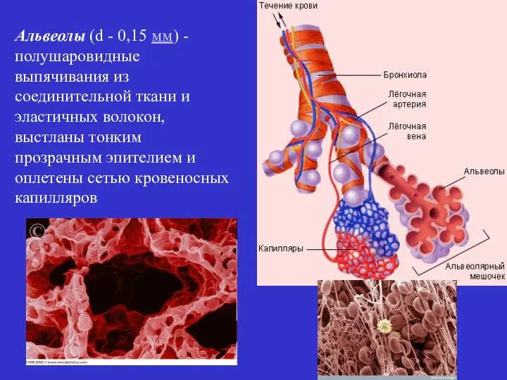 Альвеолы (d - 0,15 мм) - полушаровидные выпячивания из соединительной ткани