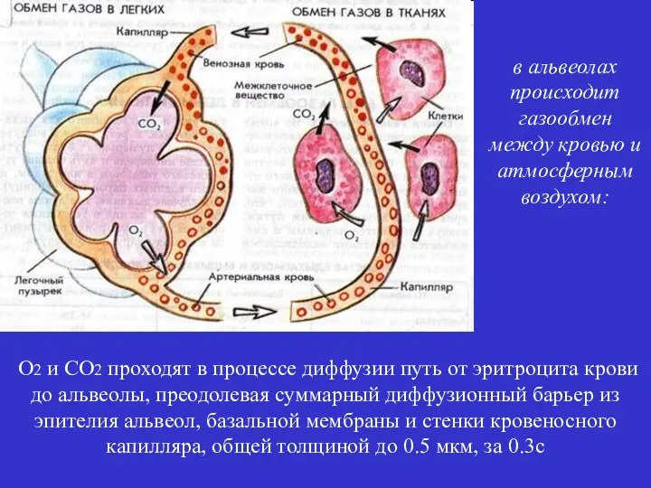 О2 и СО2 проходят в процессе диффузии путь от эритроцита крови