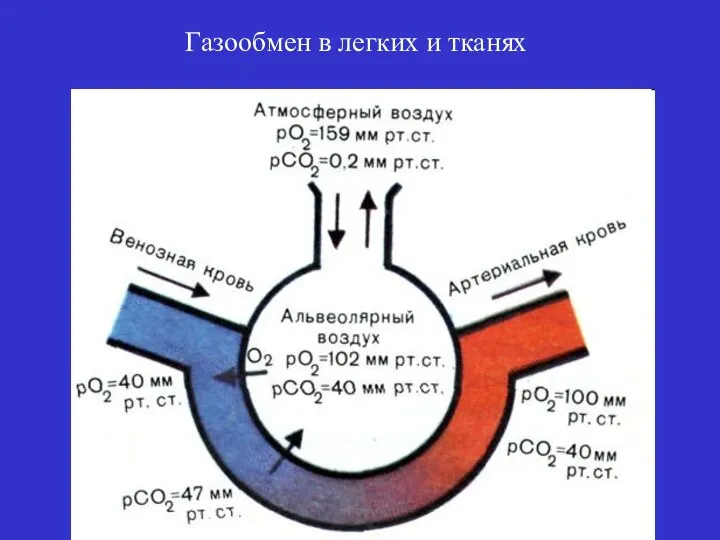 Газообмен в легких и тканях