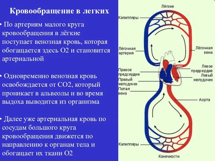 По артериям малого круга кровообращения в лёгкие поступает венозная кровь, которая