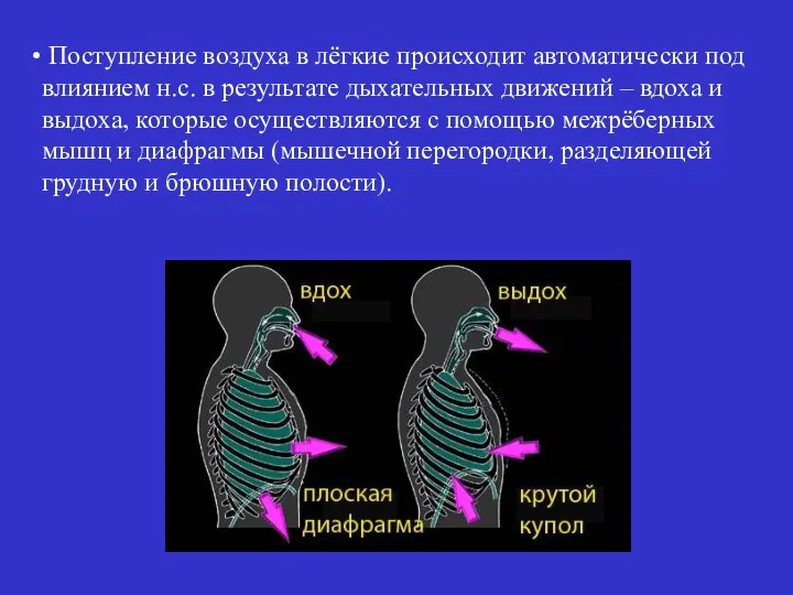 Поступление воздуха в лёгкие происходит автоматически под влиянием н.с. в результате