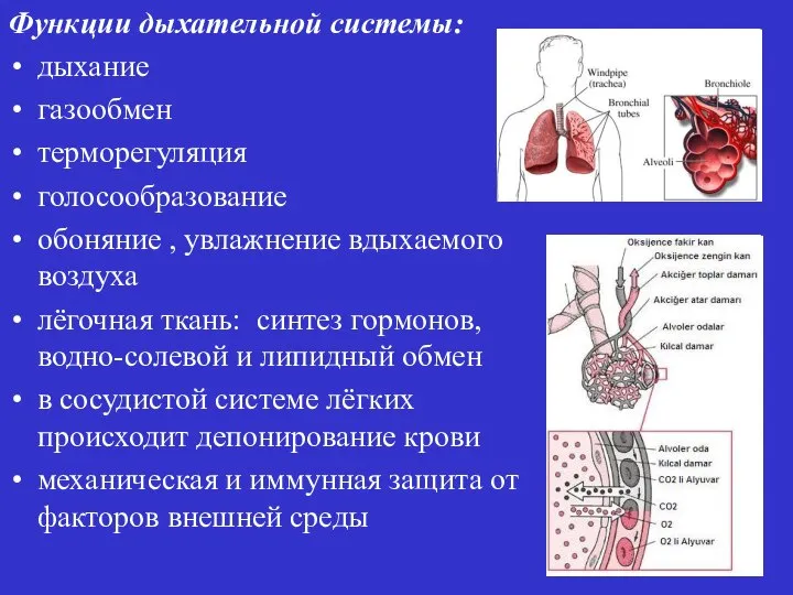 Функции дыхательной системы: дыхание газообмен терморегуляция голосообразование обоняние , увлажнение вдыхаемого