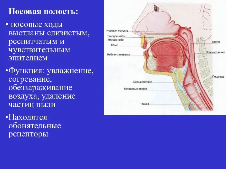 Носовая полость: носовые ходы выстланы слизистым, реснитчатым и чувствительным эпителием Функция: