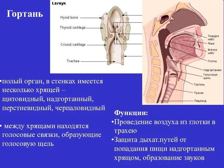 Гортань Функции: Проведение воздуха из глотки в трахею Защита дыхат.путей от