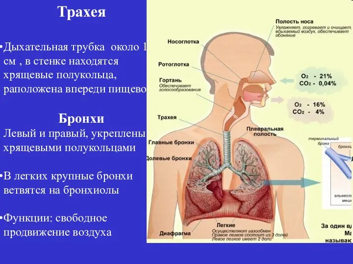 Трахея Дыхательная трубка около 12 см , в стенке находятся хрящевые