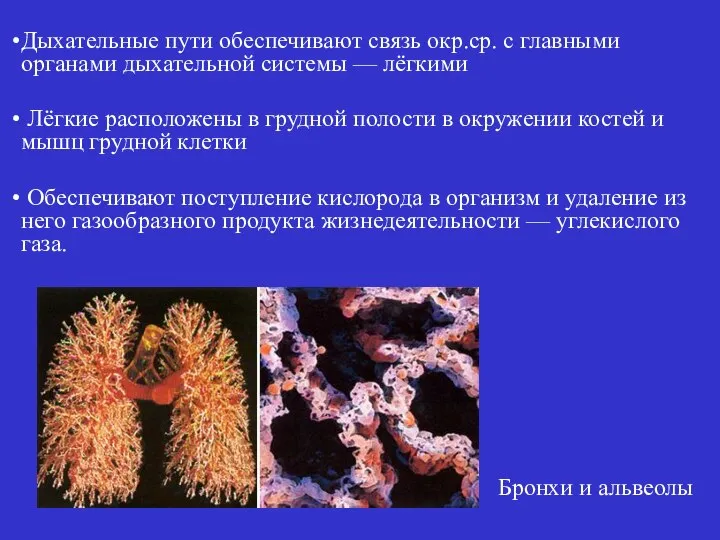 Дыхательные пути обеспечивают связь окр.ср. с главными органами дыхательной системы —