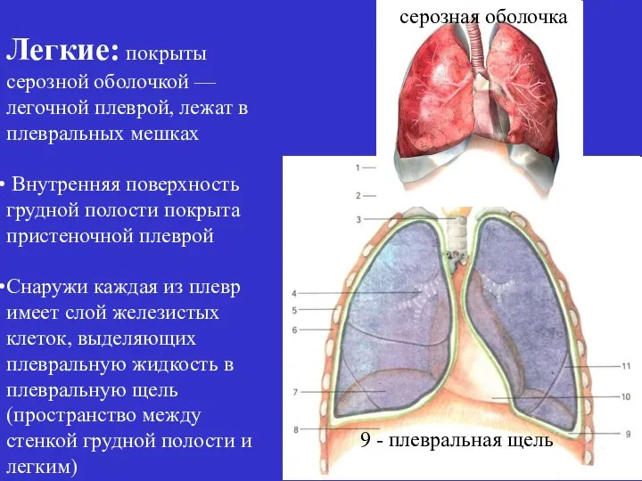 Легкие: покрыты серозной оболочкой — легочной плеврой, лежат в плевральных мешках