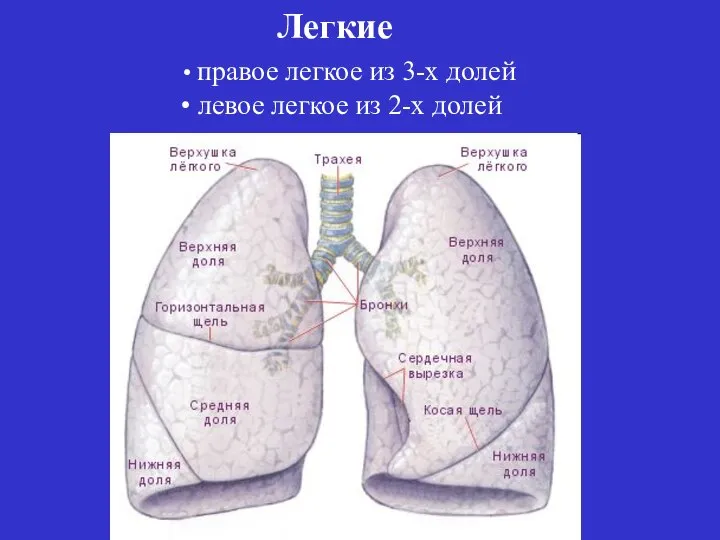 правое легкое из 3-х долей левое легкое из 2-х долей Легкие