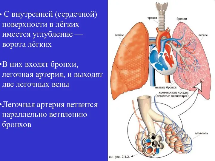 С внутренней (сердечной) поверхности в лёгких имеется углубление — ворота лёгких