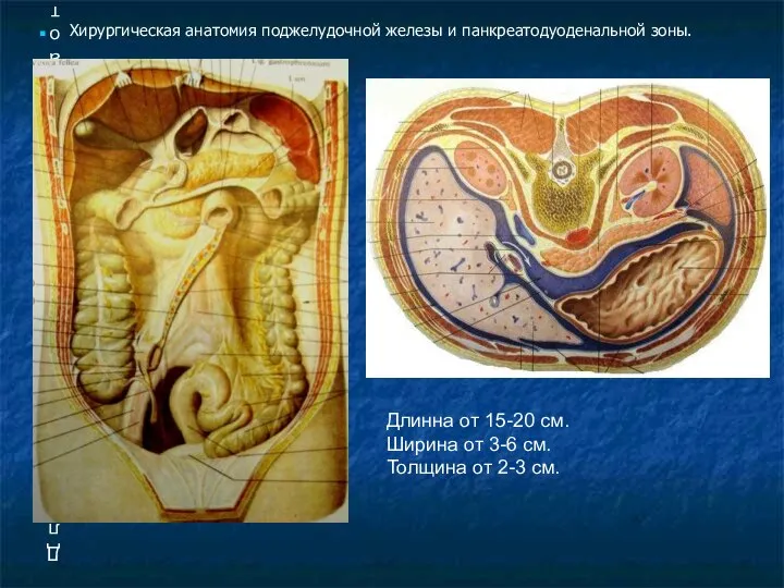 Длинна от 15-20 см. Ширина от 3-6 см. Толщина от 2-3