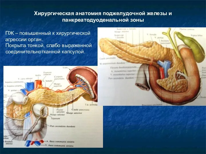 Хирургическая анатомия поджелудочной железы и панкреатодуоденальной зоны ПЖ – повышенный к