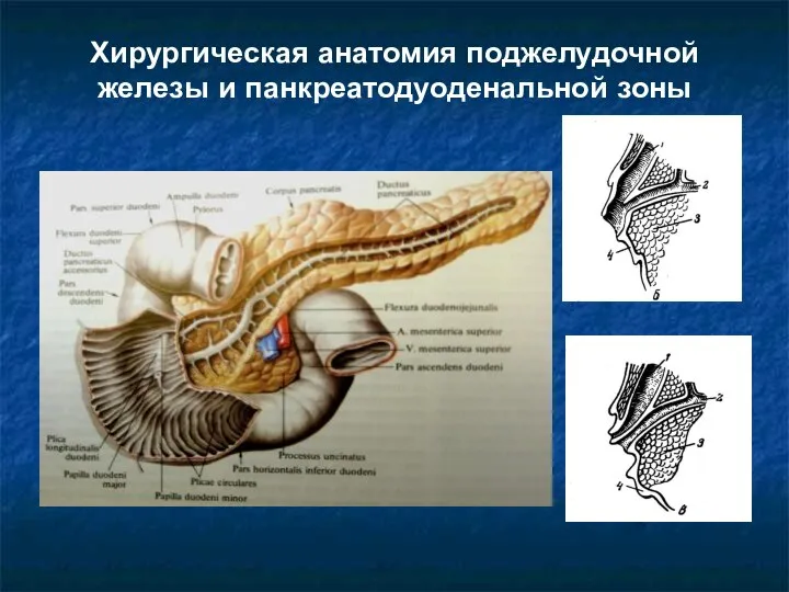 Хирургическая анатомия поджелудочной железы и панкреатодуоденальной зоны