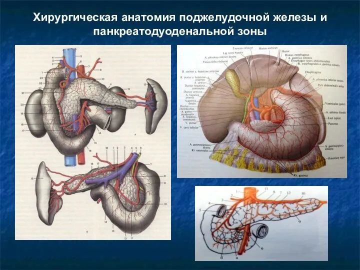 Хирургическая анатомия поджелудочной железы и панкреатодуоденальной зоны