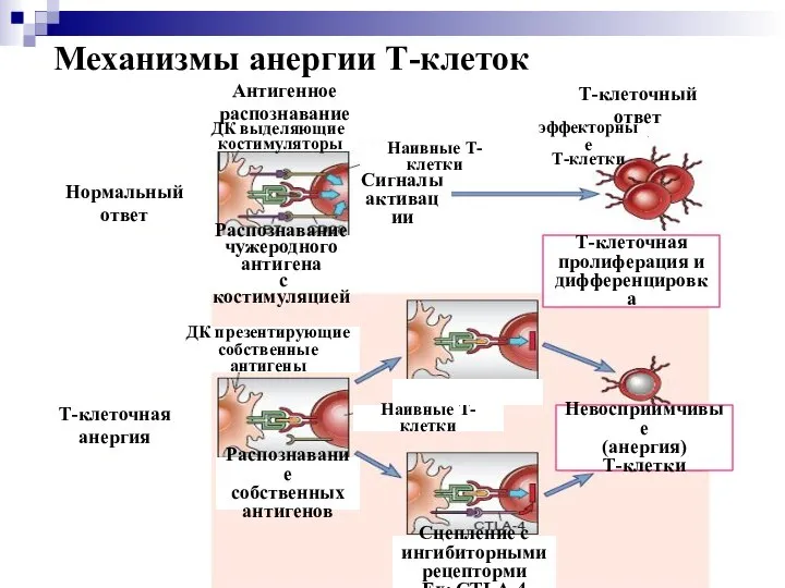 Механизмы анергии Т-клеток Нормальный ответ Т-клеточная анергия Т-клеточная пролиферация и дифференцировка