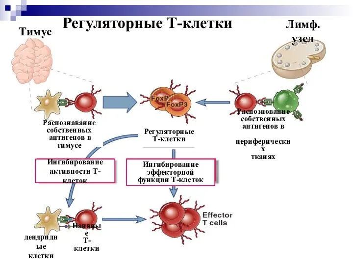 Регуляторные Т-клетки Распознование собственных антигенов в периферических тканях Ингибирование активности Т-клеток