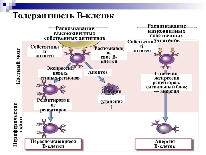 Толерантность В-клеток Распознавание высокоавидных собственных антигенов Распознавание низкоавидных собственных антигенов Костный