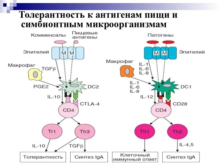 Толерантность к антигенам пищи и симбионтным микроорганизмам