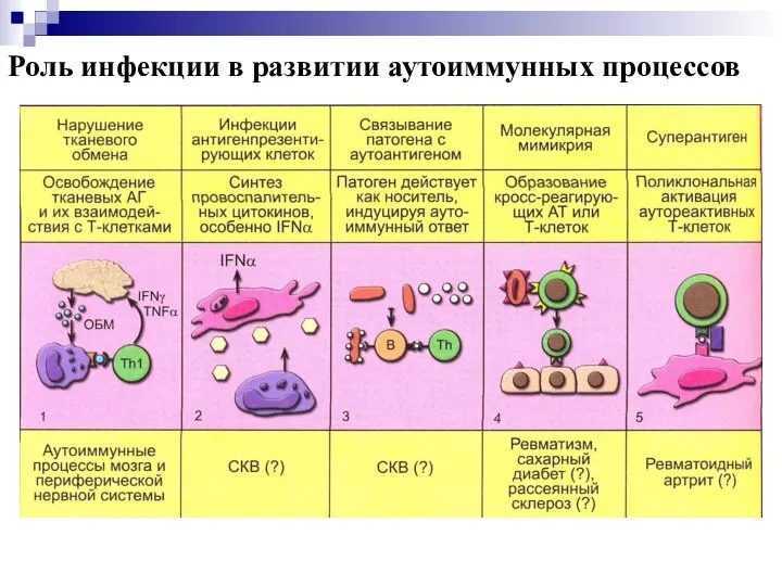 Роль инфекции в развитии аутоиммунных процессов