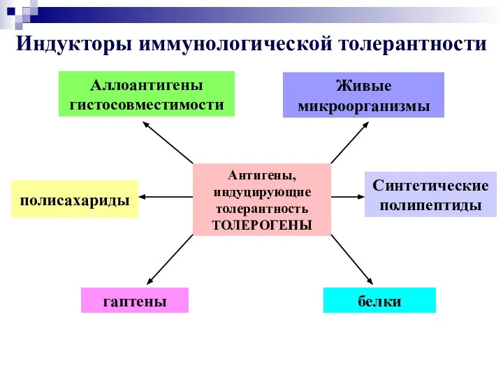 Антигены, индуцирующие толерантность ТОЛЕРОГЕНЫ белки полисахариды Живые микроорганизмы Аллоантигены гистосовместимости гаптены Синтетические полипептиды Индукторы иммунологической толерантности